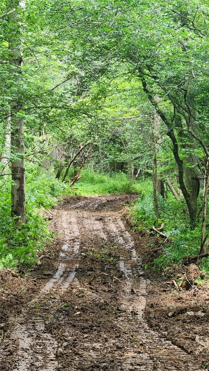 6291 Burke Road Prattsburgh, NY 14873 - Photo 3 of 41