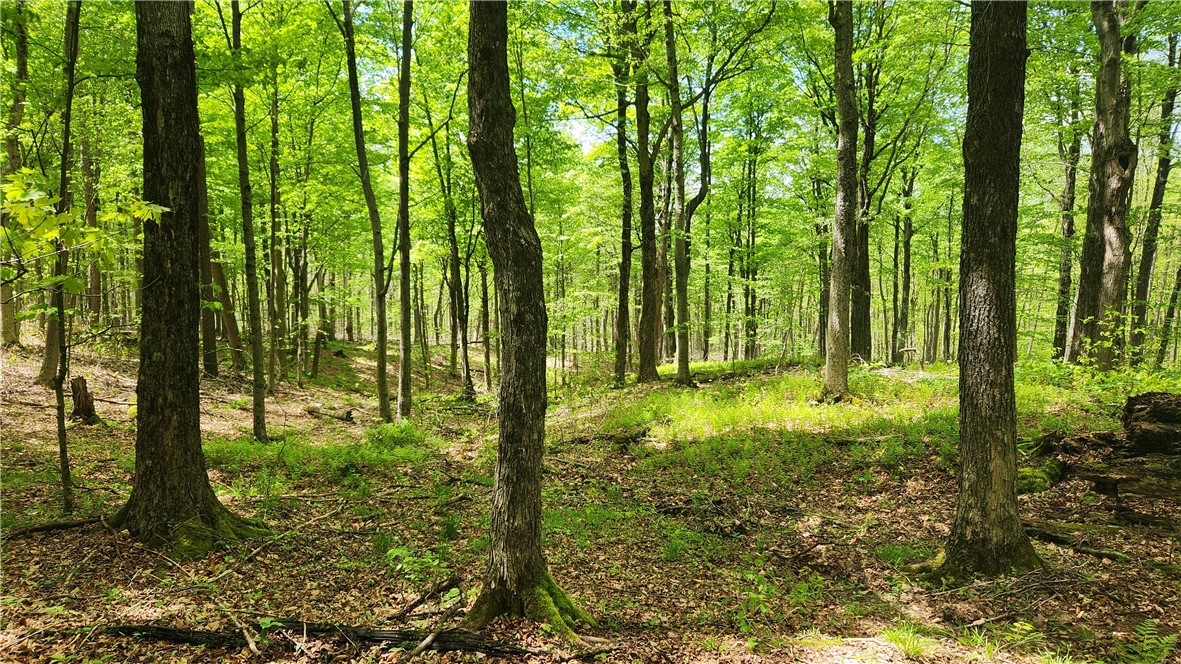 6291 Burke Road Prattsburgh, NY 14873 - Photo 31 of 41