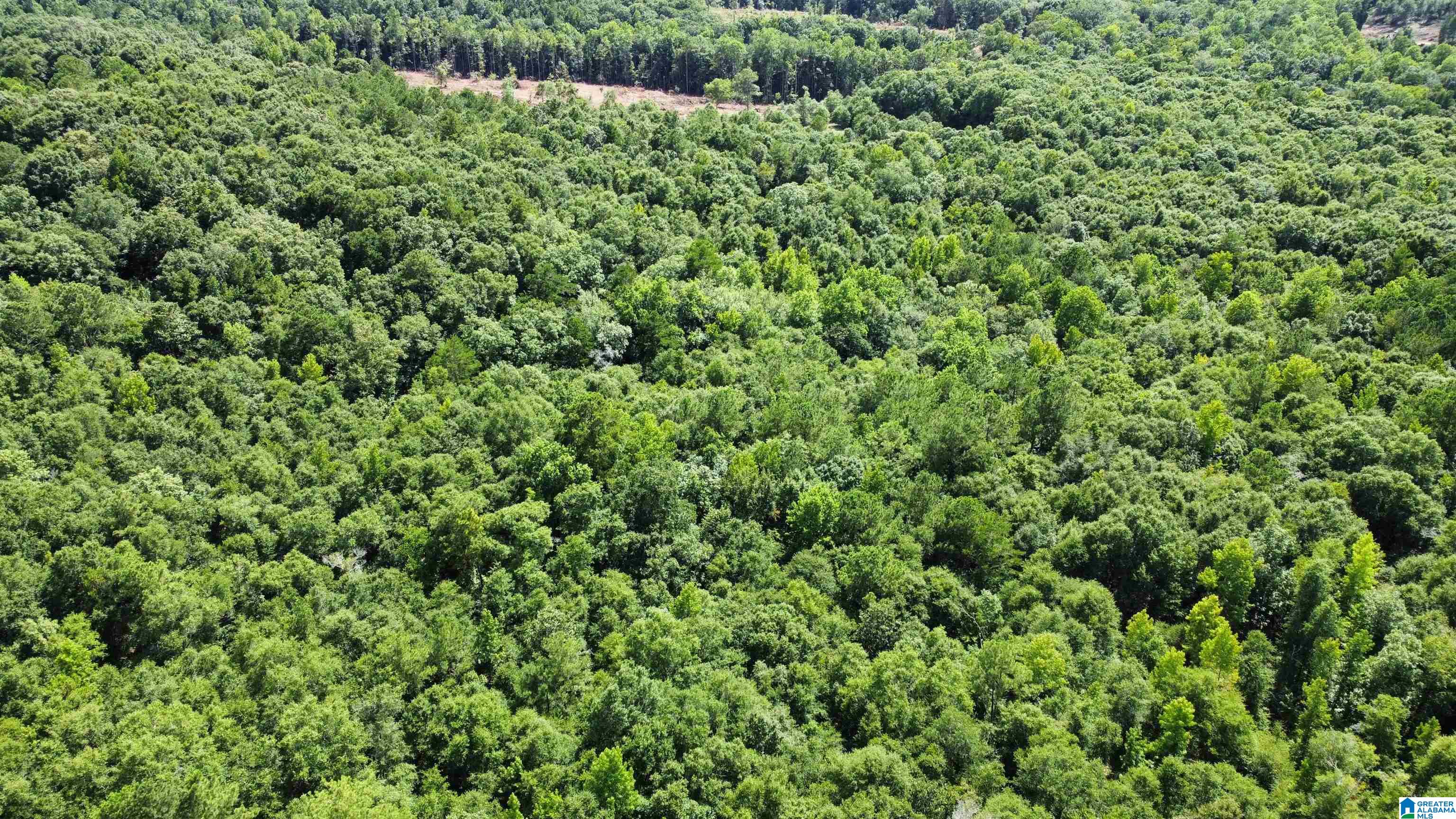 0 County Road 65 Abbeville, AL 36310 - Photo 3 of 24