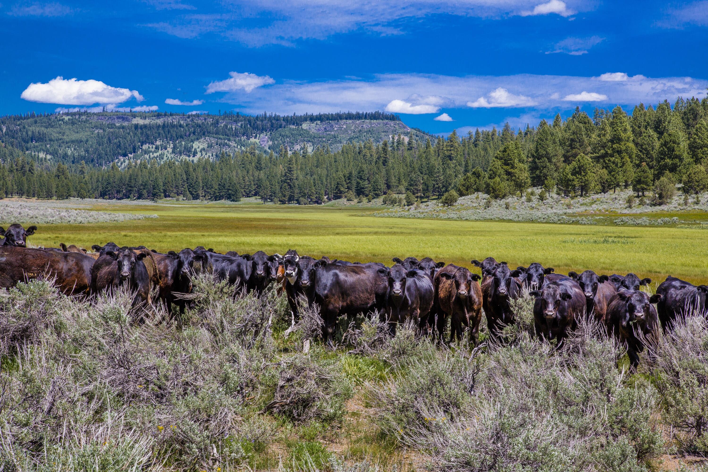 0 Fishhole Creek Road Bly, OR 97622 - Photo 25 of 38 cattle herd in mountain meadow oregon as