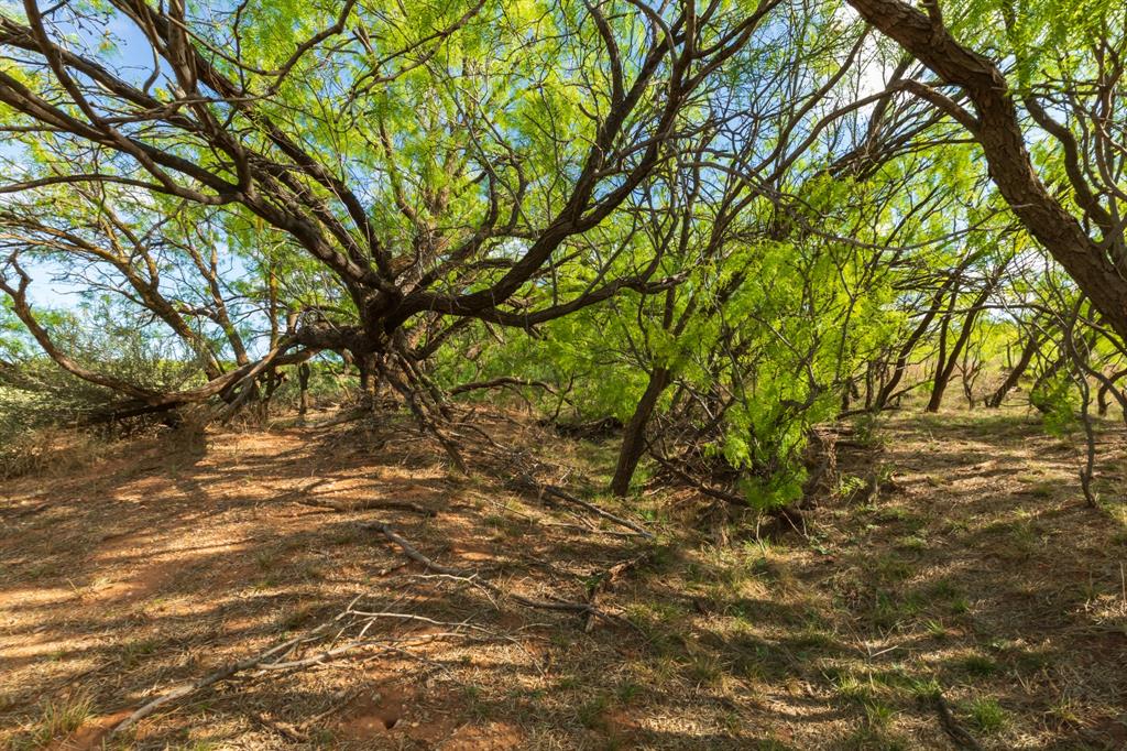 600 Fm 600 Haskell, TX 79521 - Photo 7 of 34 a view of a yard with a tree