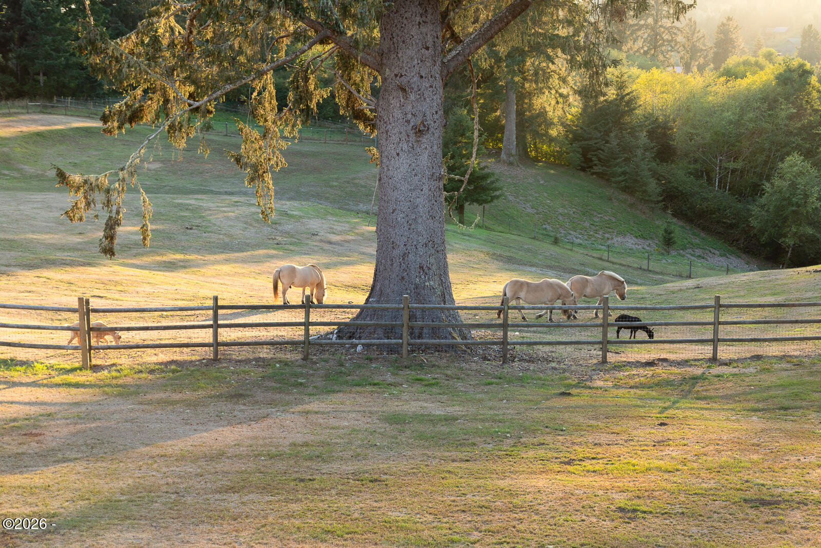 6905 Northeast Highland Road Otis, OR 97368 - Photo 8 of 76 Peaceful Wooded & Pasture Setting
