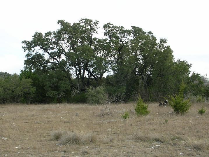 a view of a forest with trees in the background