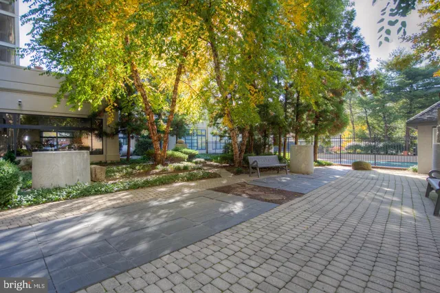 a street view with large trees