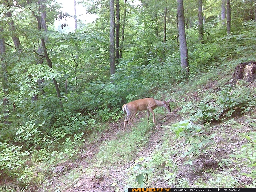 Campbell Road Freeport, OH 43973 - Photo 12 of 33 Gallery Image 12