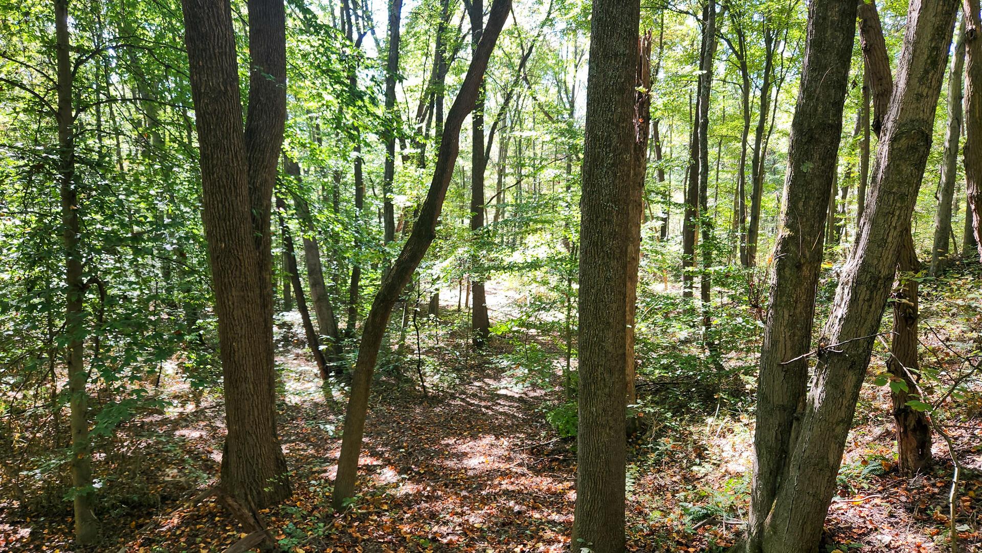 929 Poplar Ridge Road, Unit PONDS POPLAR RIDGE TRACT 14) Gallipolis, OH 45631 - Photo 15 of 30 CT-15