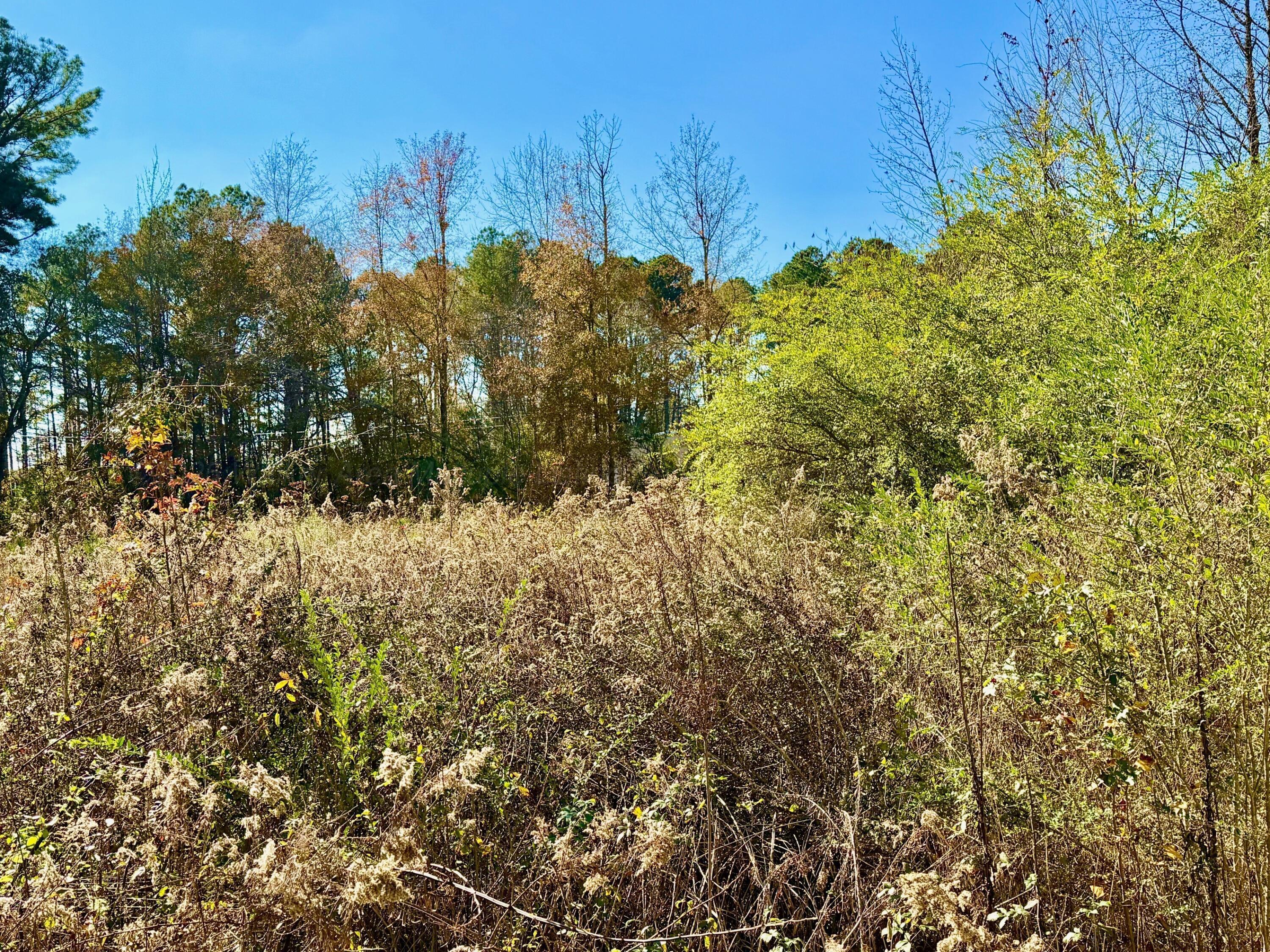 695 Russell Dairy Road Jasper, AL 35503 - Photo 29 of 36 back trees