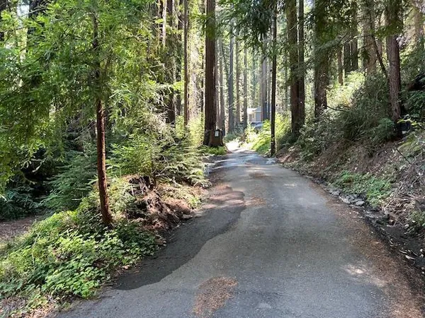 a view of a park with large trees