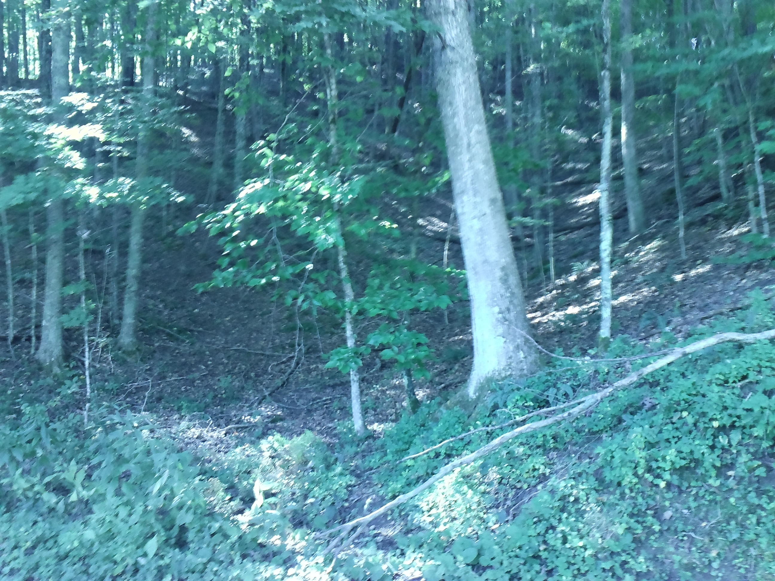 Craig Road Rainelle, WV 25962 - Photo 2 of 7 Gallery Image 2