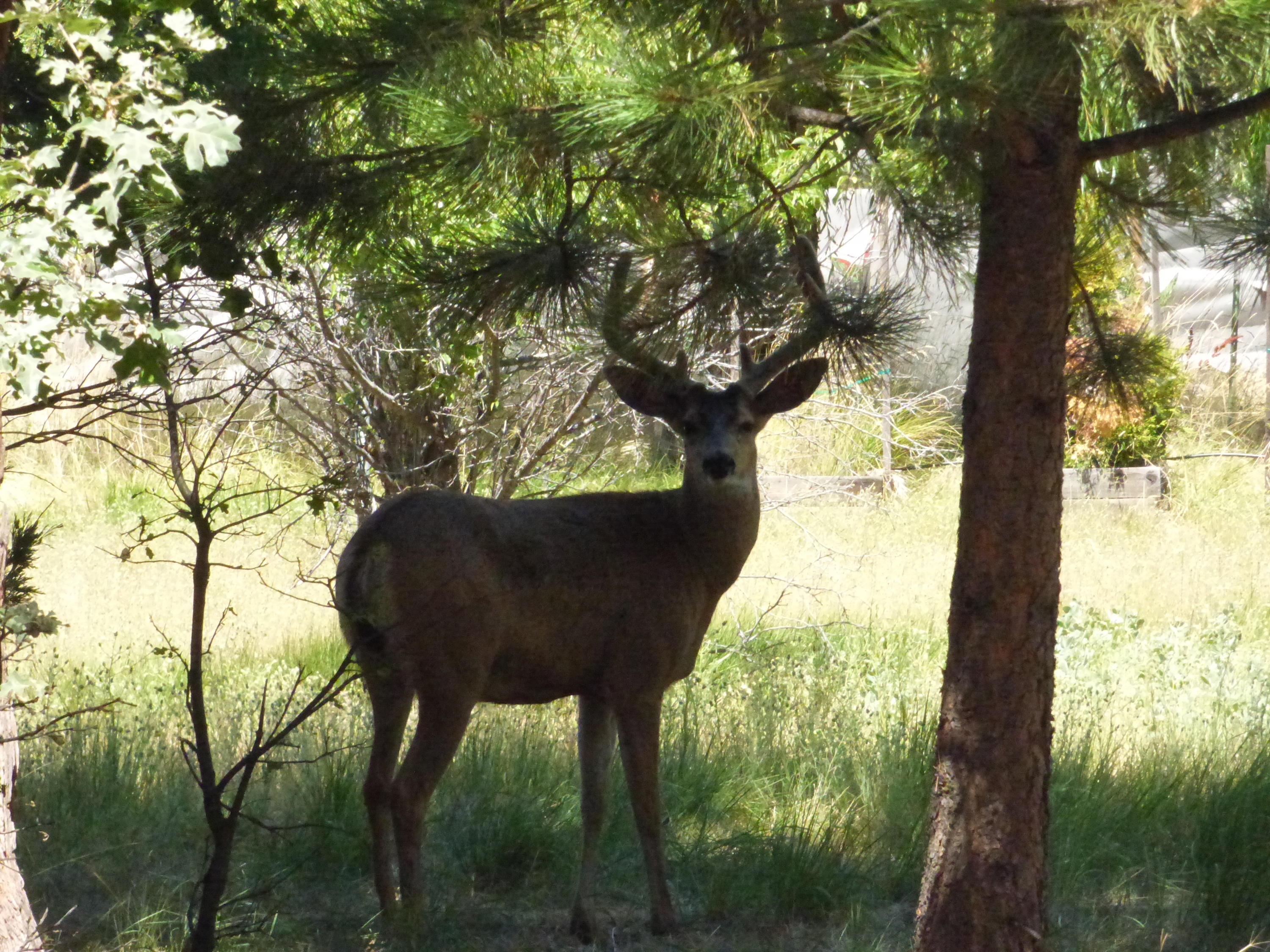 40340 McArthur Road Fall River Mills, CA 96028 - Photo 5 of 20 Backyard visitor