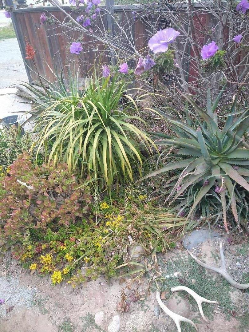 138 College Road Watsonville, CA 95076 - Photo 5 of 5 Gallery Image 5