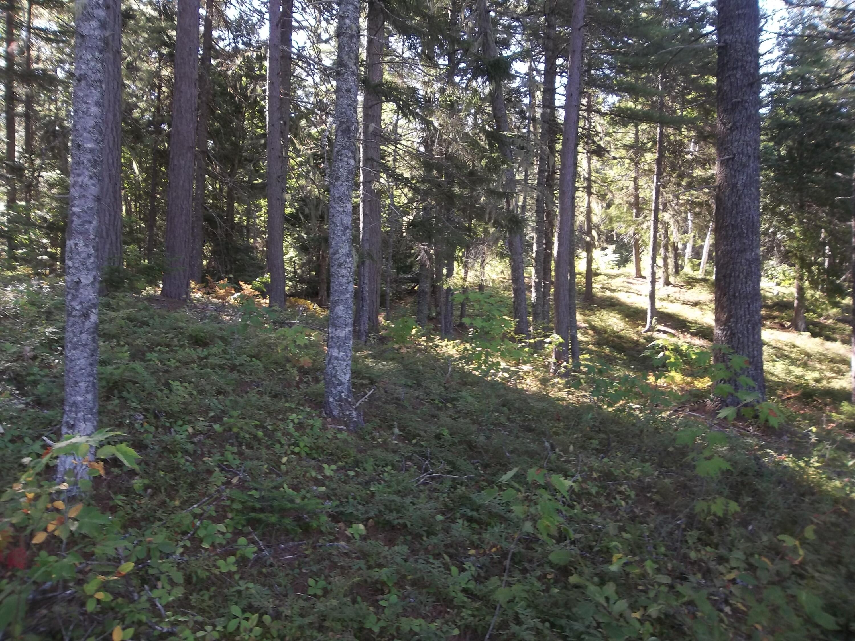 Lot 12 Hayward Point Road Wesley, ME 04686 - Photo 4 of 8