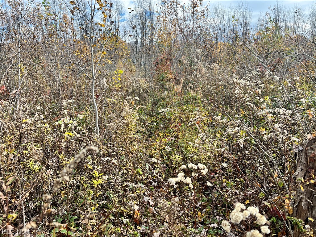 6 Us Route Pierpont, OH 44082 - Photo 28 of 32 View of local wilderness
