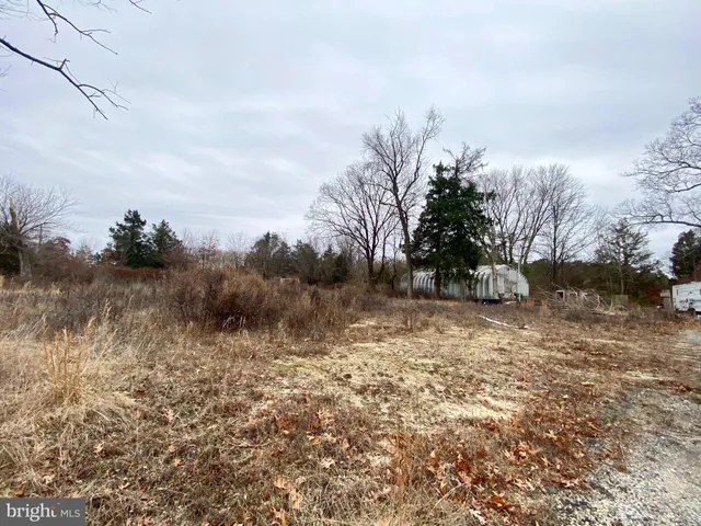 a view of a forest with trees in the background