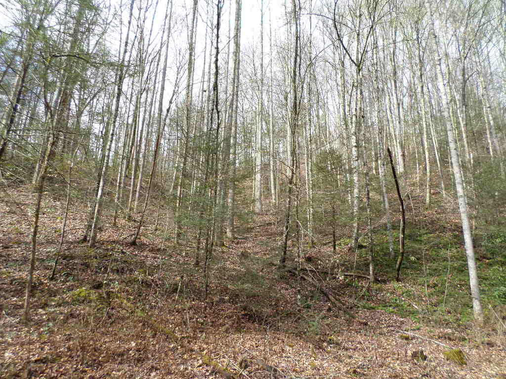 17-acres Lower Rinehart Road Dandridge, TN 37725 - Photo 1 of 1 SAM_3672
