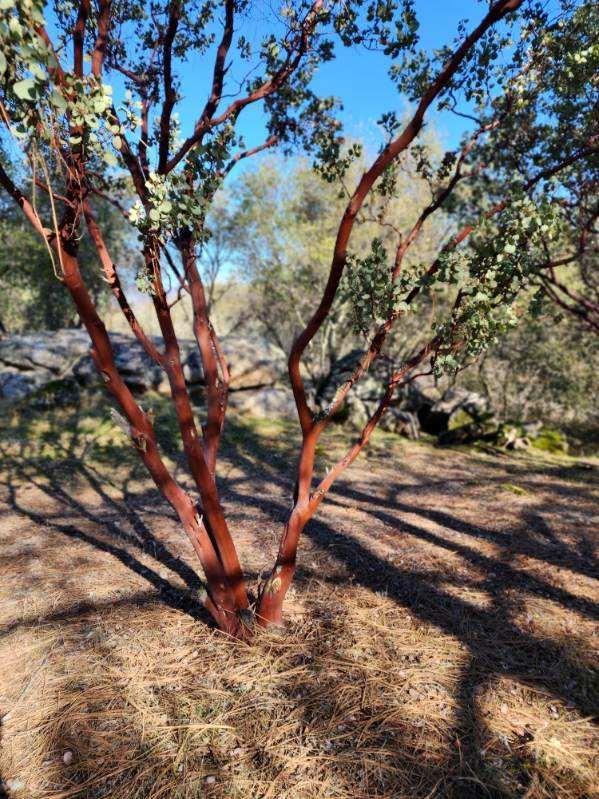0 Kennedy Road Coarsegold, CA 93614 - Photo 5 of 11 Gallery Image 5