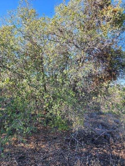 0 Kennedy Road Coarsegold, CA 93614 - Photo 10 of 11 Gallery Image 10