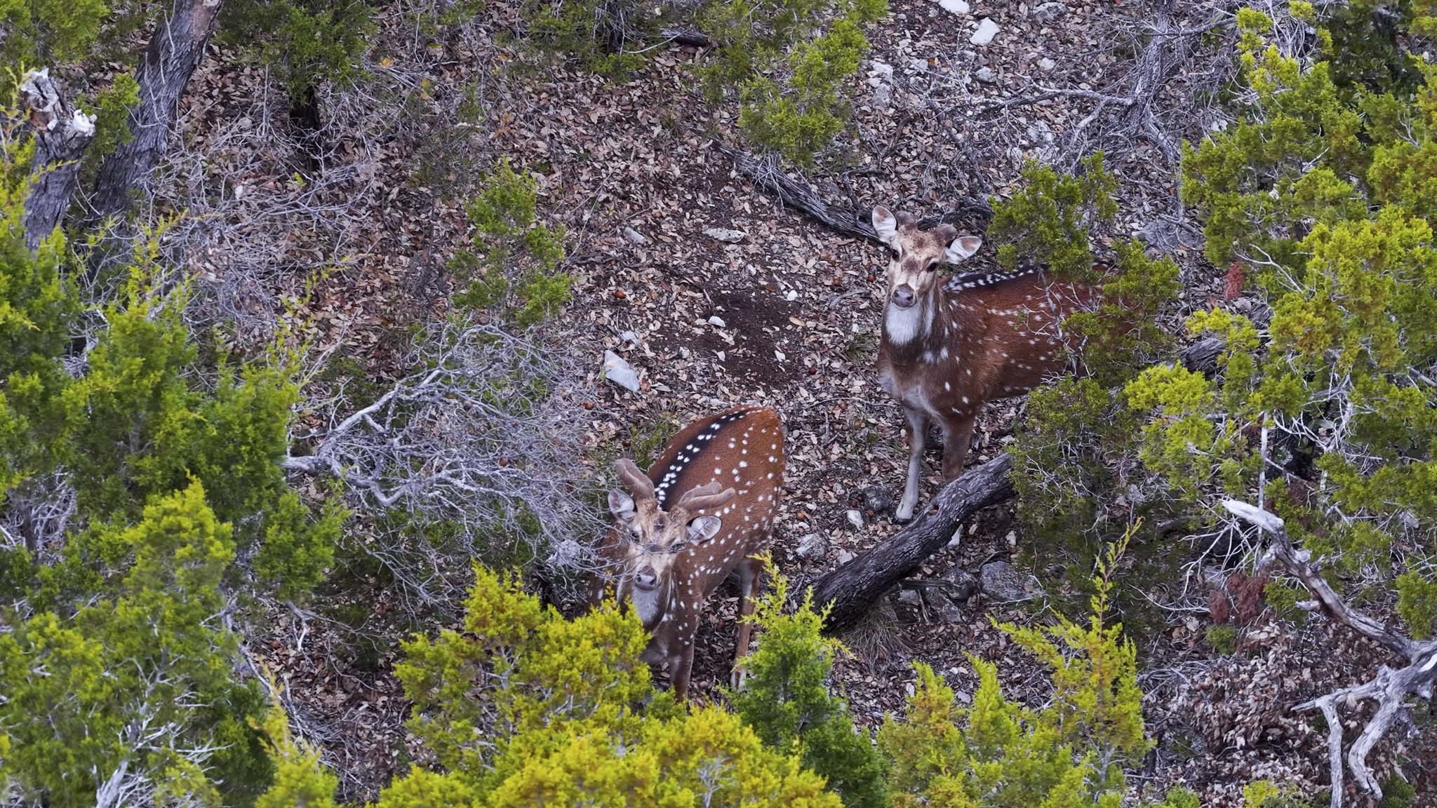 0 Deberry Lane Sonora, TX 76950 - Photo 11 of 50 a view of a garden with plants