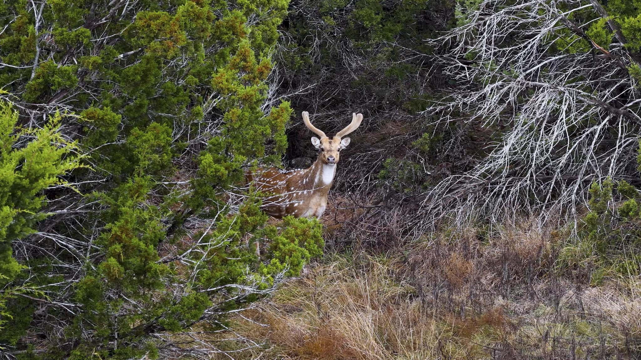 0 Deberry Lane Sonora, TX 76950 - Photo 39 of 50 a backyard of a house with lots of green space