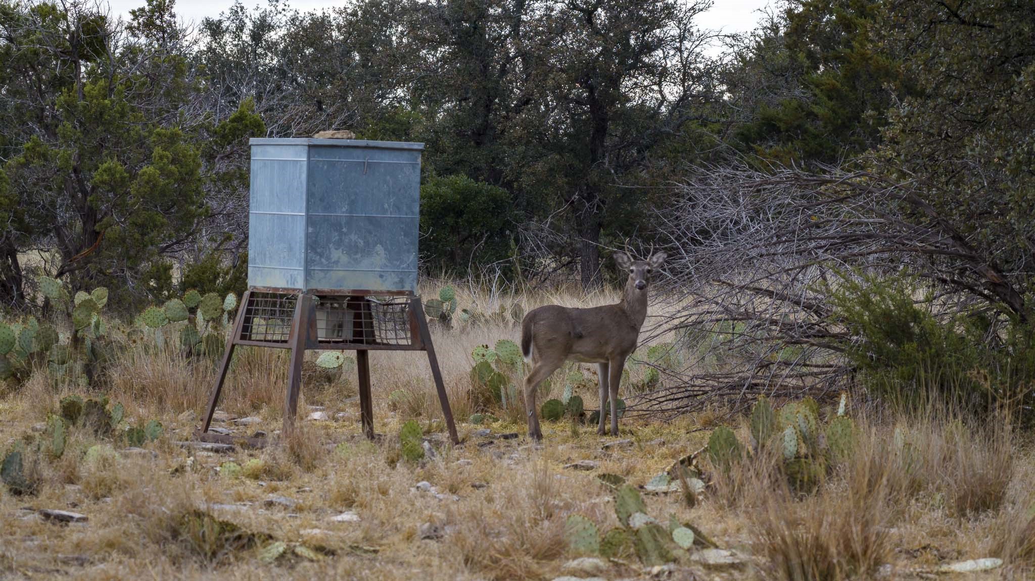 0 Deberry Lane Sonora, TX 76950 - Photo 40 of 50 a view of house with tall trees
