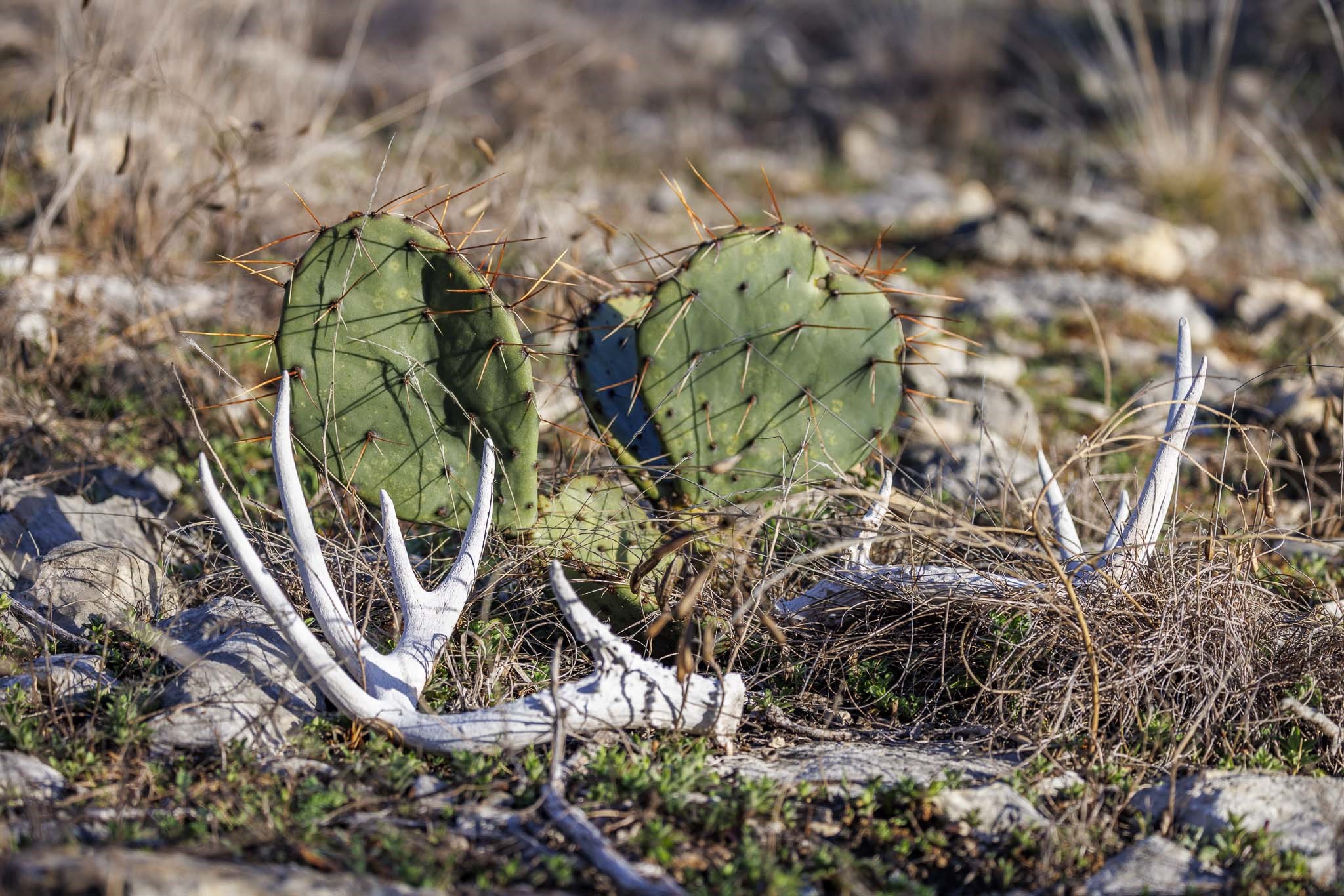 0 Deberry Lane Sonora, TX 76950 - Photo 41 of 50 a view of a tree