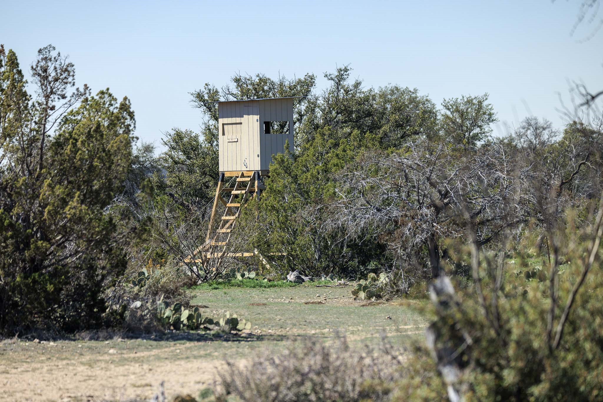 0 Deberry Lane Sonora, TX 76950 - Photo 42 of 50 a view of a yard with plants and large trees