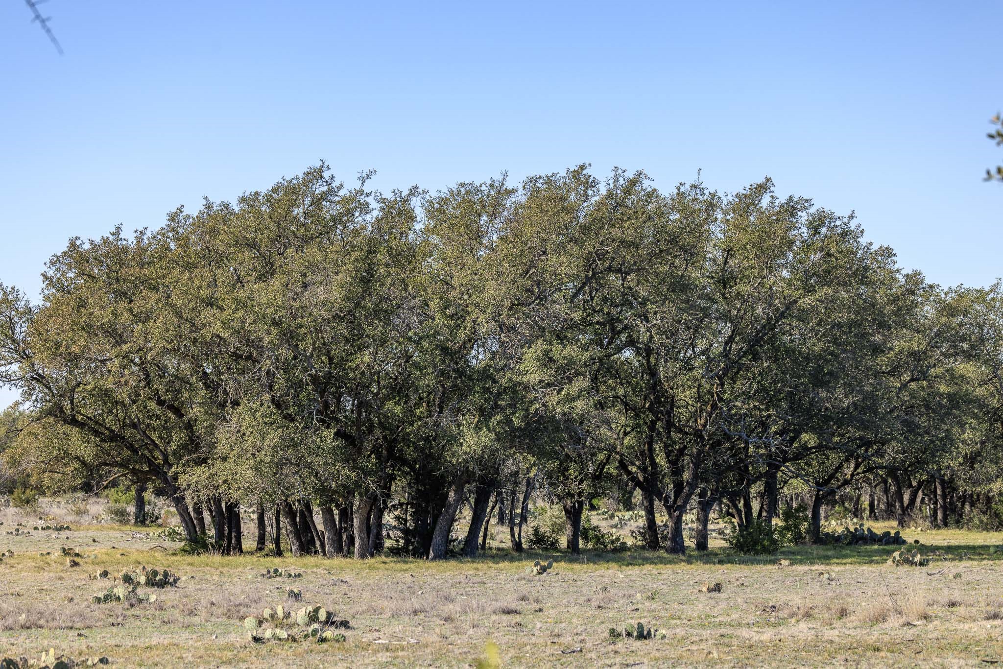 0 Deberry Lane Sonora, TX 76950 - Photo 46 of 50 a view of a yard with a tree