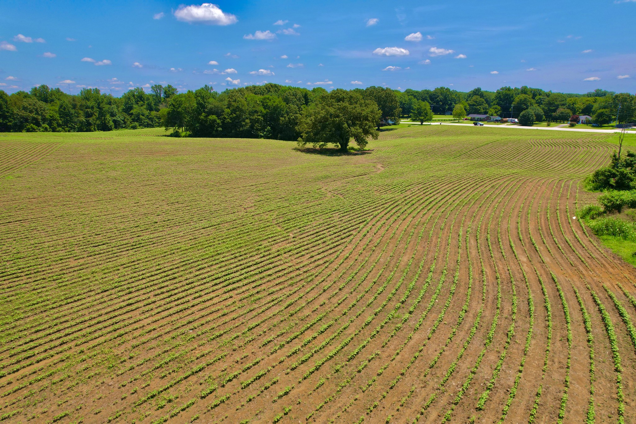 8 Lambs Ferry Road Leoma, TN 38468 - Photo 44 of 53