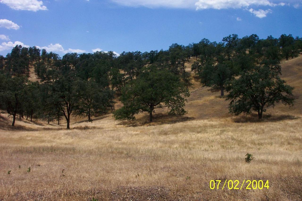 a view of a field with a tree