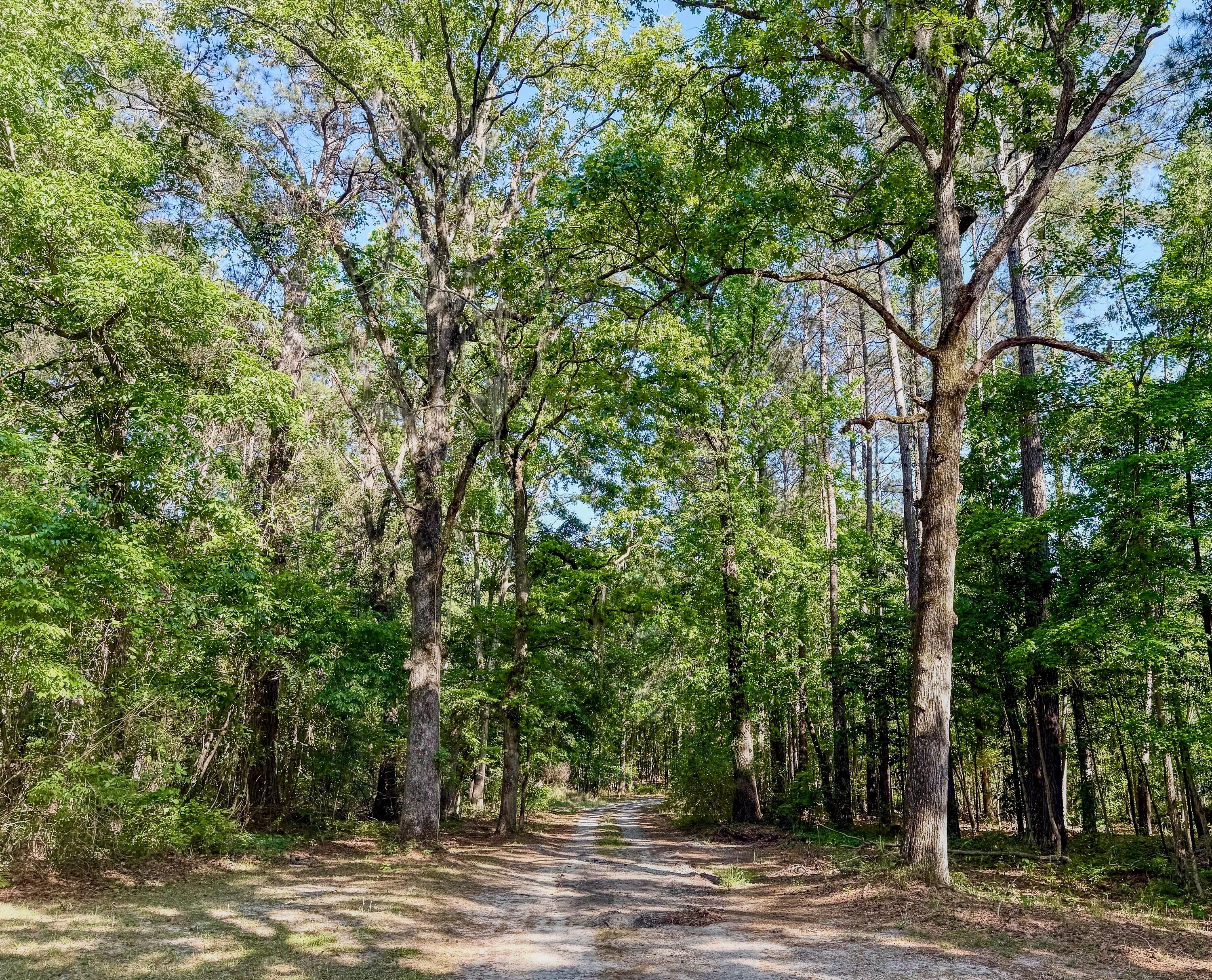 11481 Voorhees Road Denmark, SC 29042 - Photo 5 of 41 Compass South Land Sales South Carolina