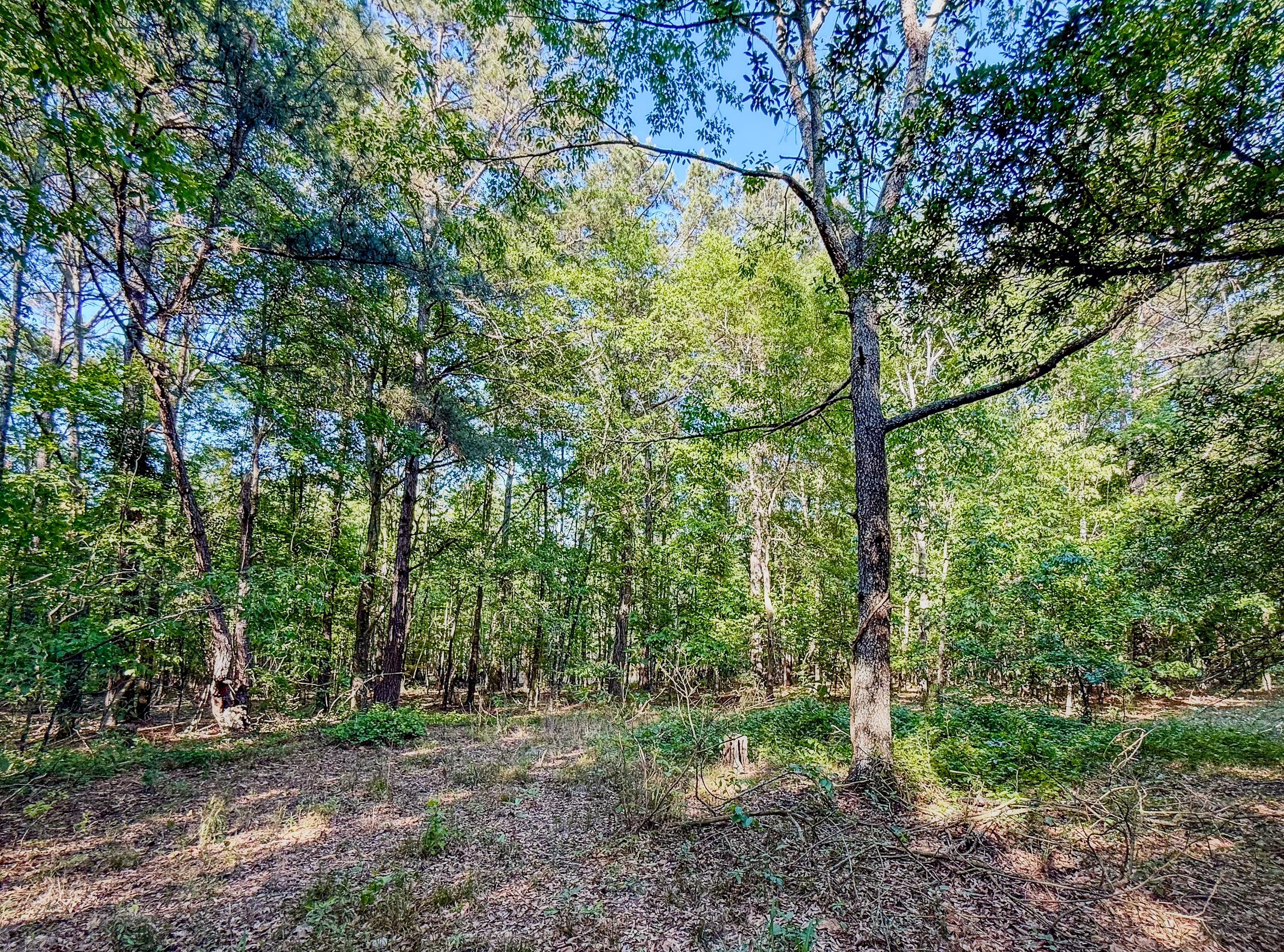 11481 Voorhees Road Denmark, SC 29042 - Photo 10 of 41 Compass South Land Sales South Carolina