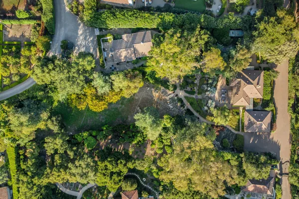 a view of a bunch of trees and bushes