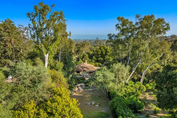 a view of a lush green forest with lots of trees