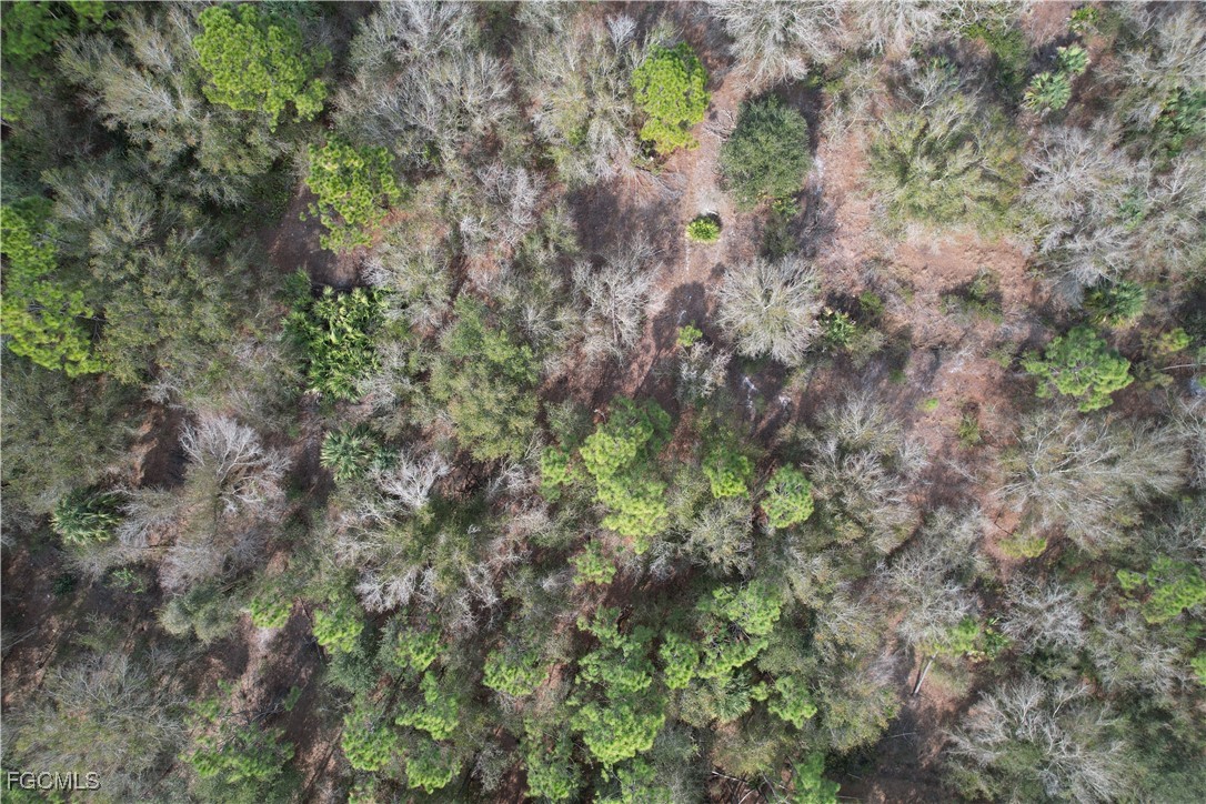 21001 Granville Road Punta Gorda, FL 33955 - Photo 20 of 21 a view of a forest with a tree