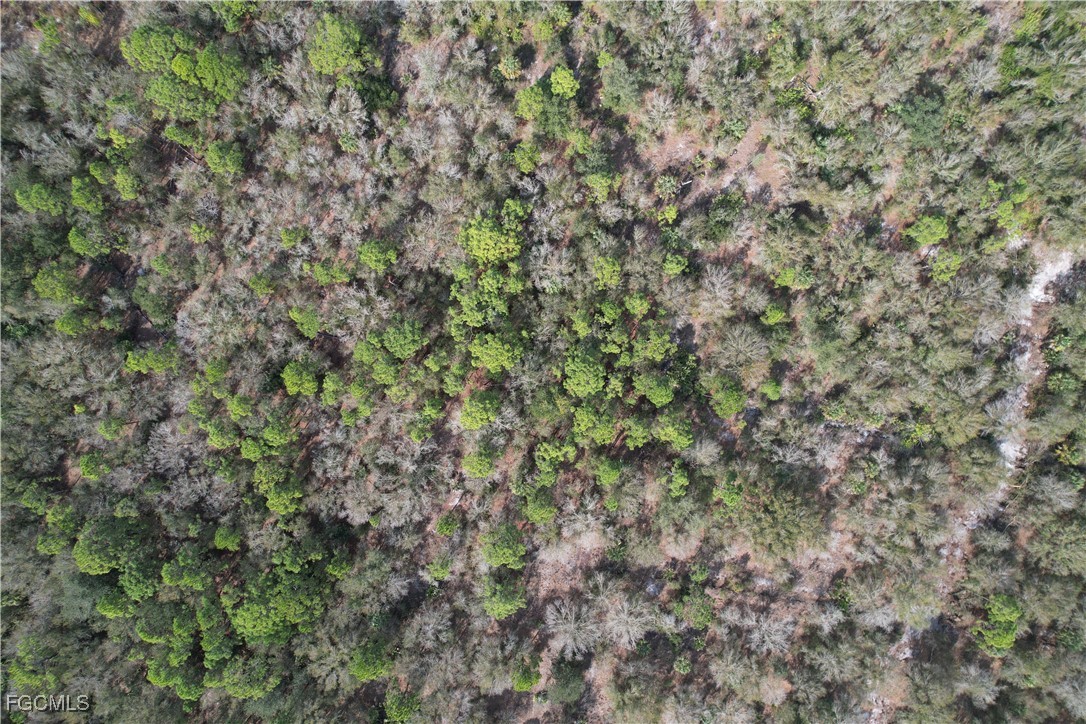 21001 Granville Road Punta Gorda, FL 33955 - Photo 21 of 21 a close up of a plant