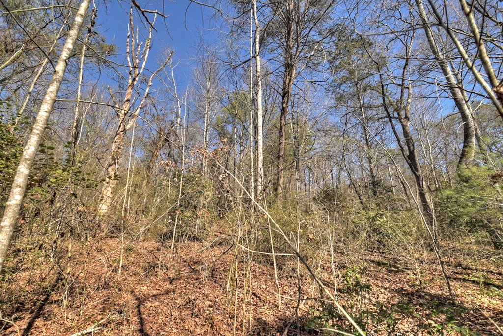 3.12-acs Blue Ridge Drive Blue Ridge, GA 30513 - Photo 6 of 20 Gallery Image 6