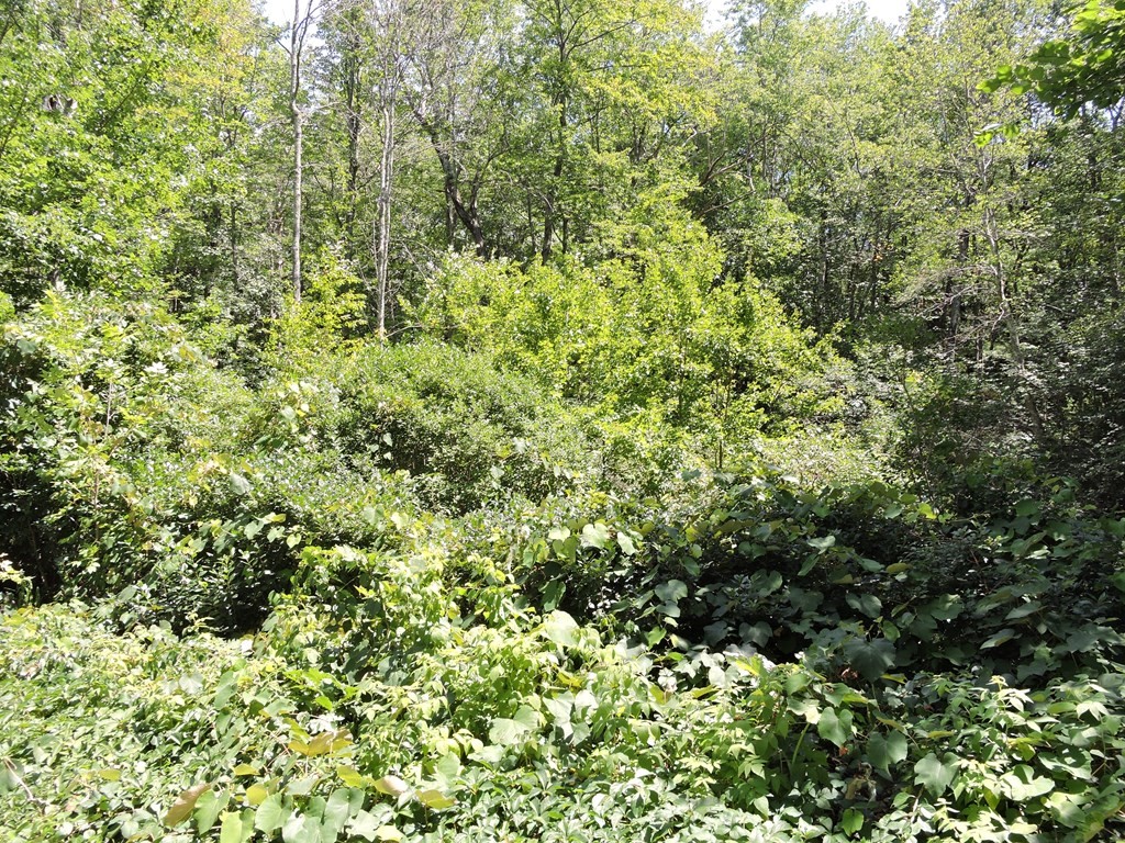 Lot 5 Buteau Road Spencer, MA 01562 - Photo 1 of 4 Gallery Image 1