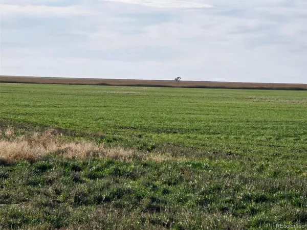a view of a field with an ocean