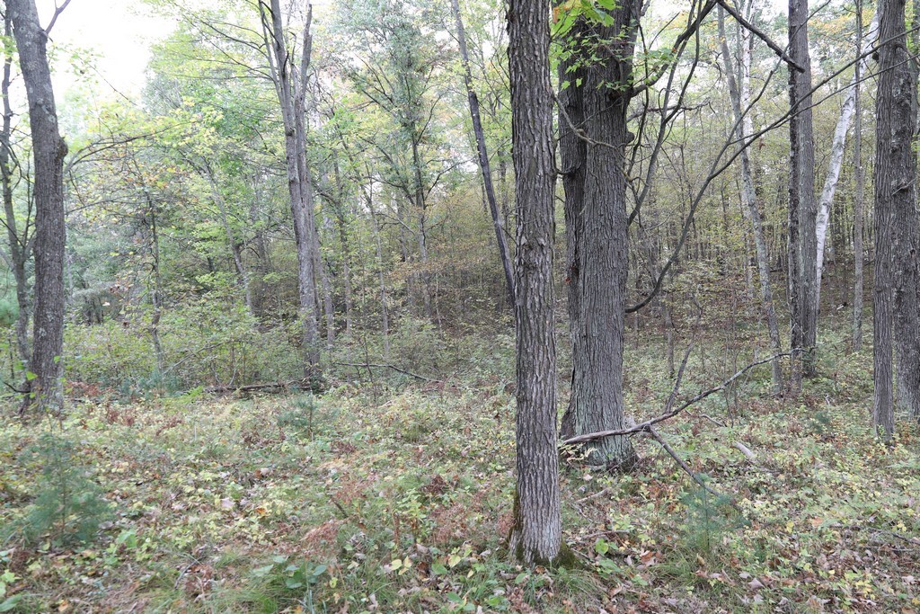 Xxx Normans Landing Road Webster, WI 54893 - Photo 6 of 16