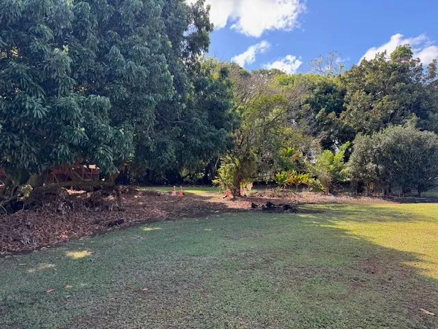a view of a park with large trees