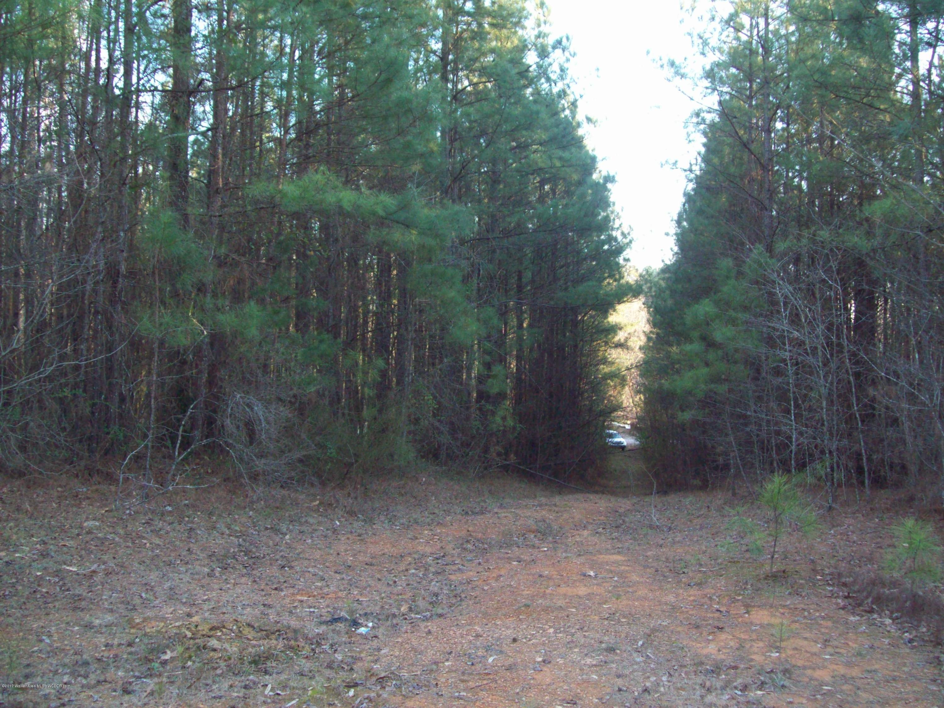 Brakefield Dairy Road Jasper, AL 35503 - Photo 2 of 8 Gallery Image 2