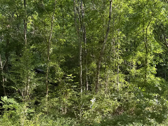 a view of a lush green forest