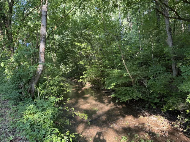 a view of a forest with lots of trees
