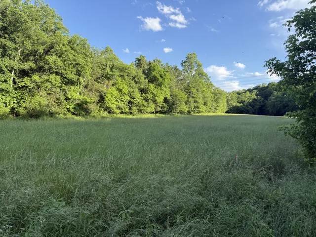 a view of yard with green space