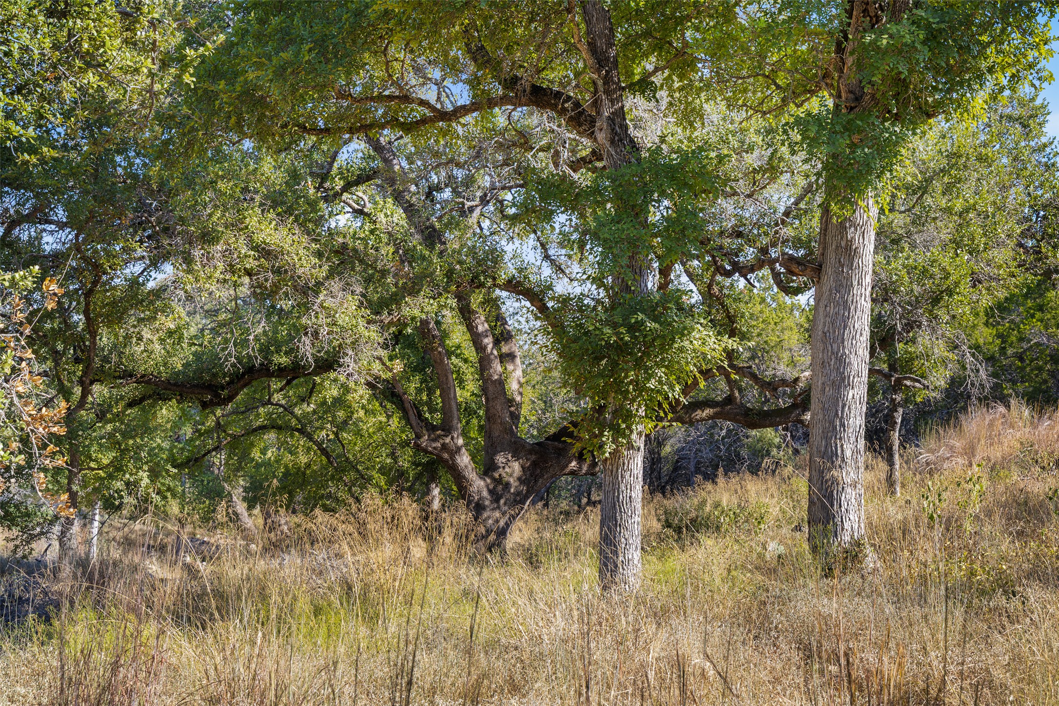 1301 Rm 2147 Marble Falls Marble Falls, TX 78654 - Photo 2 of 14 View of tree filled area