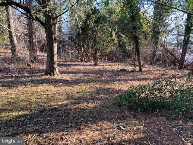 a view of a yard with plants and trees