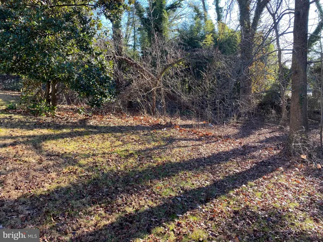 a view of a yard with plants and trees