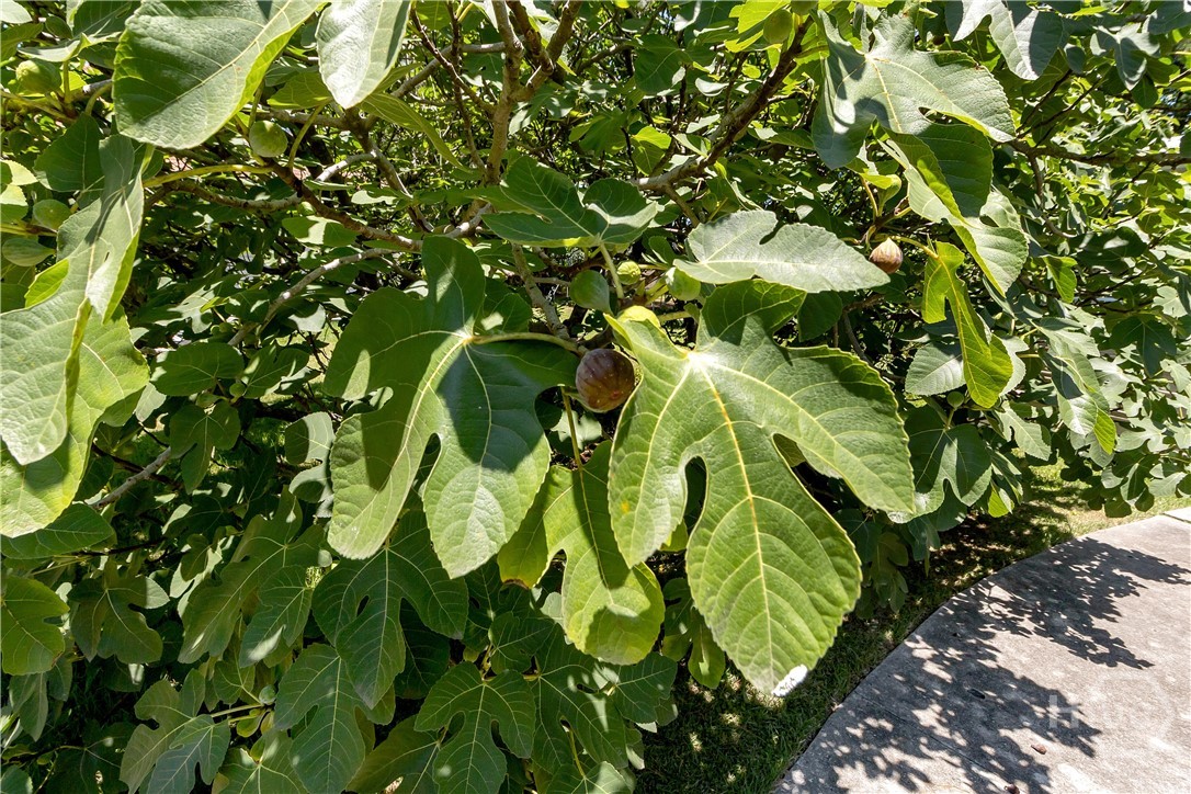 412 Greenway Street Pooler, GA 31322 - Photo 20 of 20 Close-up of fig tree