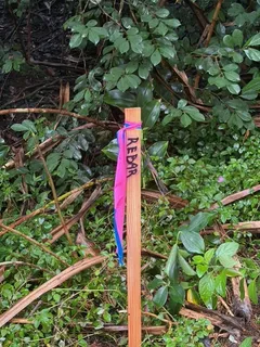 a sign of a tree