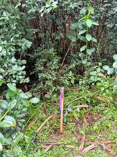 a backyard of a building